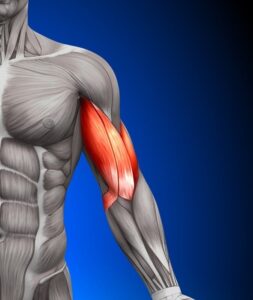 A diagram of the muscles of the left side of the body with the bicep is colored red.