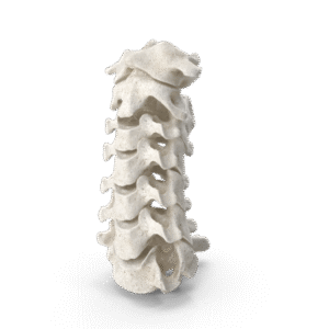 Medical illustration of the Cervical Vertabrae (C1 to C7), the bones that can be affected by neck fractures.